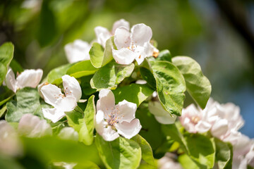 flowers in the garden
