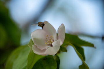 bee on a flower