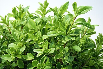 Obraz premium close up of leaves