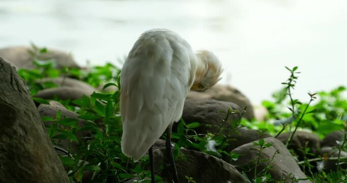Bubulcus coromandus is the scientific name for the Eastern Cattle Egret, a bird species belonging to the heron family, Ardeidae. |黃頭鷺|東方黃頭鷺|牛背鷺	