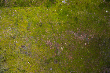 Lichen Fungi Green Moss on the old Concreate wall abstract Texture background. Rusty, Grungy, Gritty Vintage Background