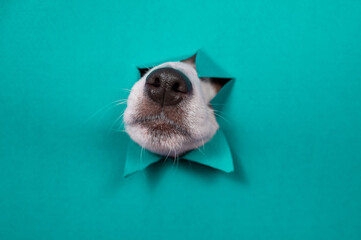 The nose of a Jack Russell Terrier dog sticks out of torn paper on a mint background. - obrazy, fototapety, plakaty