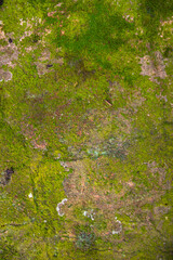 Lichen Fungi Green Moss on the old Concreate wall abstract Texture background. Rusty, Grungy, Gritty Vintage Background