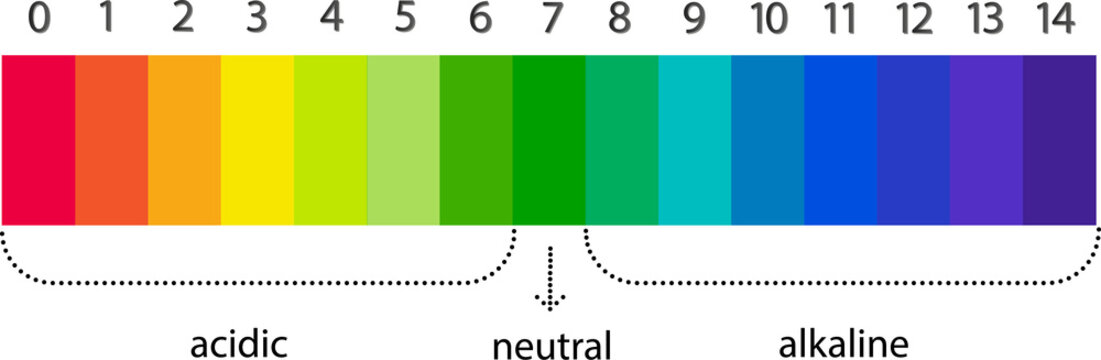 pH scale chart for acid and alkaline solutions. Acid-base balance infographic.