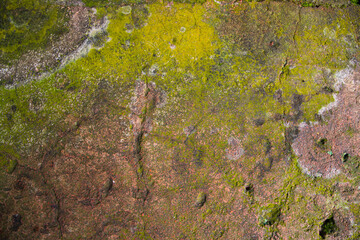 Lichen Fungi Green Moss on the old Concreate wall abstract Texture background. Rusty, Grungy, Gritty Vintage Background