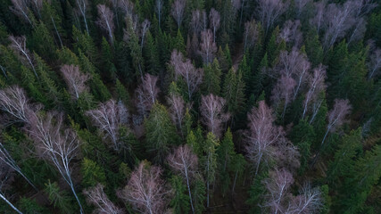 Drone view of the autumn forest of green firs and birches without leaves