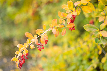 Red barberry berries on a branch with yellow leaves