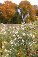 White chrysanthemum flowers against the background of autumn trees