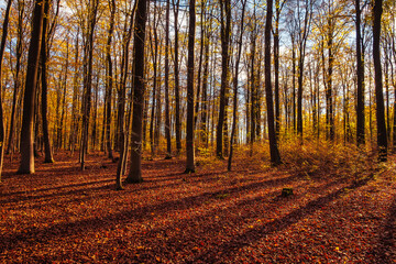 Obraz premium Colorful autumn atmosphere in the deciduous forests in Taunus/Germany