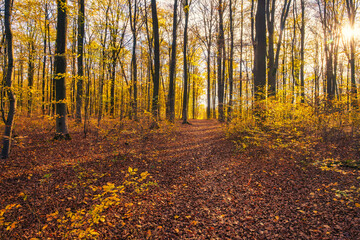 Colorful autumn atmosphere in the deciduous forests in Taunus/Germany