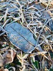 Vereistes und vertrocknetes Blatt im Winter
