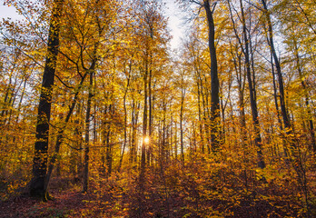 Colorful autumn atmosphere in the deciduous forests in Taunus/Germany