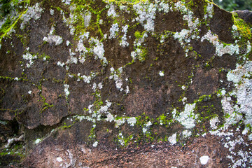 Lichen Fungi Green Moss on the old Concreate wall abstract Texture background. Rusty, Grungy, Gritty Vintage Background