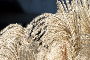maiden grass in the garden close-up