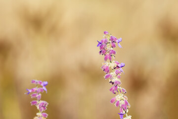 Obraz premium purple sage flower on a sunny autumn day close-up