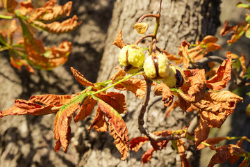 repening chestnuts on a tree branch on a sunny autumn day