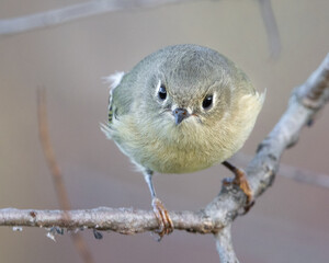 ruby crowned kinglet on branch