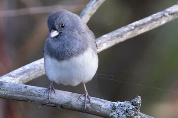 Curious Junco Posing