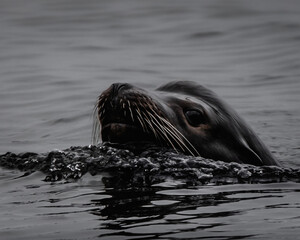 Fototapeta premium Seal coming out of water