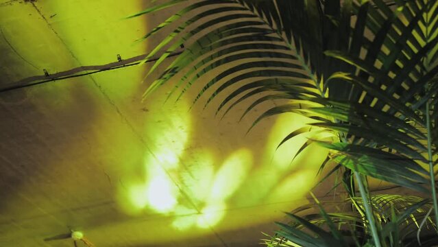 Close-up palm branch in the foreground in the restaurant interior and yellow light rays on the concrete ceiling in the background, slow motion.