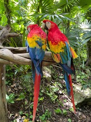 Couple of Scarlet macaws with striking plumage in nature