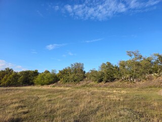 A grassy field with trees in the background