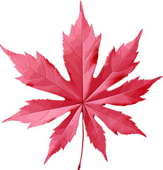 Japanese maple leaf clip art