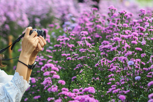 A beautiful female tourist is having fun in a flower garden that is blooming in the winter of Chiang Mai province and female tourists also like to take photos inside the beautiful flower garden.