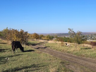 A cow grazing on a field