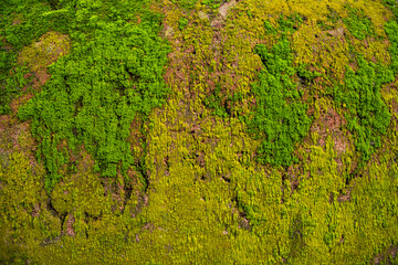 Fungi Green Moss old concrete wall abstract Texture background wallpaper. Rusty, Grungy, Gritty Vintage Background