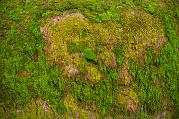 Fungi Green Moss old concrete wall abstract Texture background wallpaper. Rusty, Grungy, Gritty Vintage Background