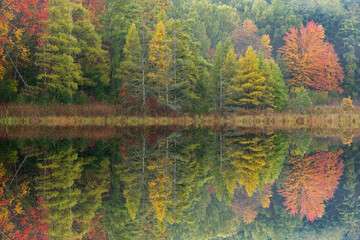 Autumn landscape of forest of maples and tamaracks with mirrored reflections in calm water, Douglas Lake, Michigan, USA