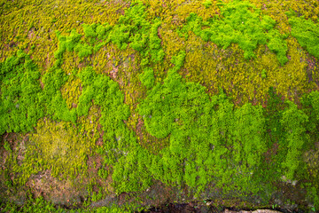 Fungi Green Moss old concrete wall abstract Texture background wallpaper. Rusty, Grungy, Gritty Vintage Background