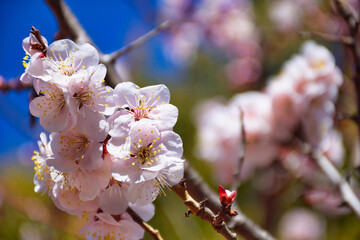 湯島天神 梅まつり　満開の美しい梅の花 コピースペースあり（東京都）
Yushima Tenjin Plum Festival, beautiful plum blossoms in full bloom with copy space (Tokyo, Japan)
