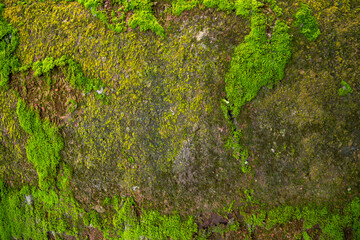 Fungi Green Moss old concrete wall abstract Texture background wallpaper. Rusty, Grungy, Gritty Vintage Background