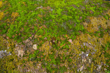 Fototapeta premium Fungi Green Moss old concrete wall abstract Texture background wallpaper. Rusty, Grungy, Gritty Vintage Background