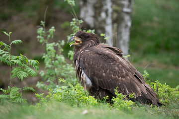 Golden Eagle, Aquila chrysaetos, big bird of prey lands on autumn meadow with outstretched wings against colorful evening sky in background. Close up eagle in autumn landscape, Europe.