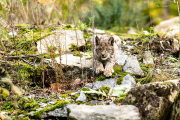 Lynx in green forest with tree trunk. Wildlife scene from nature. Playing Eurasian lynx, animal behaviour in habitat. Wild cat from Germany. Wild Bobcat between the trees
