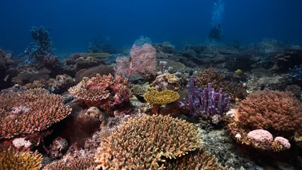 Gardinen Korallenriff A beautiful and colorful coral reef seascape underwater with a scuba diver in the distance in Nosy Sakatia, Madagascar  © MWolf Images