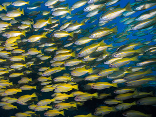 A closeup of a school of Yellow or Bigeye snapper fish (Lutjanus lutjanus) yellow fish with light stripes swimming together © MWolf Images