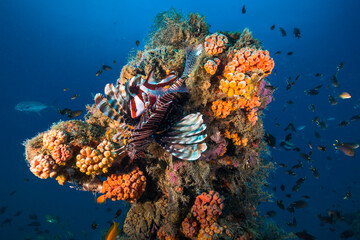 A lion fish with a Red Emperor Snapper fish (Lutjanus sebae) hiding in its spiny fins sitting on a...