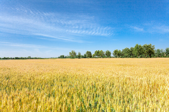 Crop of wheat
