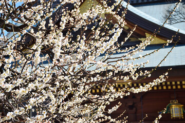 湯島天神 梅まつり　満開の美しい梅の花 コピースペースあり（東京都） Yushima Tenjin Plum Festival, beautiful plum blossoms in full bloom with copy space (Tokyo, Japan)
