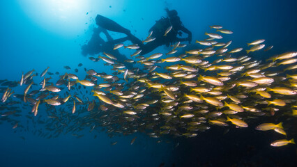Fototapeta na wymiar A school of Yellow or Bigeye snapper fish (Lutjanus lutjanus) yellow fish swimming together with the silhouette of a female scuba diver and the mast of a ship wreck in the distance