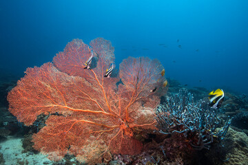 Large Gorgonian sea fan underwater standing out on the coral reef with Coachman fish