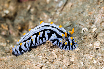 Varicose Wart Slug (Phyllidia varicosa) side view of the sea slug with white body and black markings with yellow rhinophores underwater in Nosy Be, Madagascar