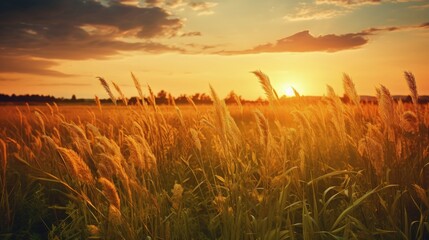Sunset Nature view of summer field. Beautiful calm Sunset background. Nature and ecology concept. Golden evening sunset on the meadow, rural summer backgrounds. Nature rural floral field on sunset.