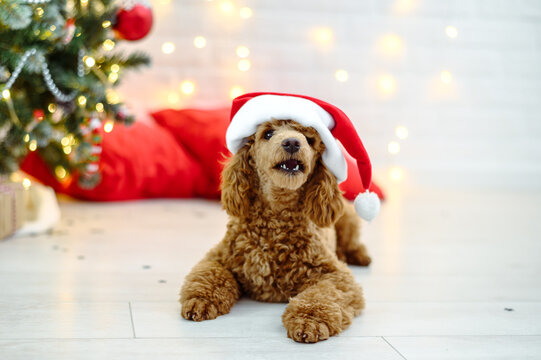 cute dog in red santa claus 2024 hat near new year tree with christmas decorations. High quality photo