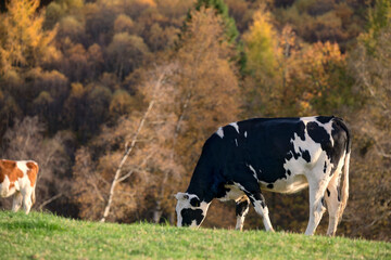 cow grazing on pasture in autumn - 664470733