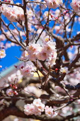 湯島天神 梅まつり　満開の美しい梅の花（東京都） 
Yushima Tenjin Plum Festival, beautiful plum blossoms in full bloom (Tokyo, Japan)
